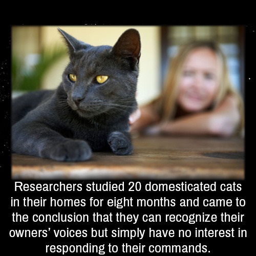 Cat - Researchers studied 20 domesticated cats in their homes for eight months and came to the conclusion that they can recognize their owners' voices but simply have no interest in responding to their commands.