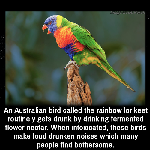 rainbow lorikeet meme - Image credit Pexels An Australian bird called the rainbow lorikeet routinely gets drunk by drinking fermented flower nectar. When intoxicated, these birds make loud drunken noises which many people find bothersome.