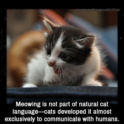 photo caption - Image credit cygnus921Flickr Meowing is not part of natural cat languagecats developed it almost exclusively to communicate with humans.