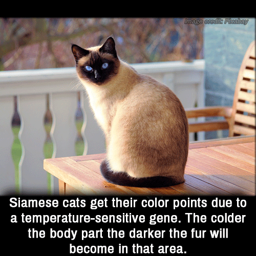 interesting cats - Image credit Peabay Siamese cats get their color points due to a temperaturesensitive gene. The colder the body part the darker the fur will become in that area.