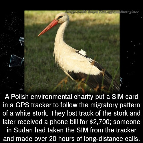 white stork - Wuage Credits Grupa Ekologicznatheregister A Polish environmental charity put a Sim card in a Gps tracker to the migratory pattern of a white stork. They lost track of the stork and later received a phone bill for $2,700; someone in Sudan ha