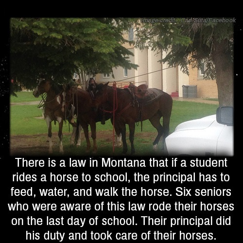 School - Image credite Cad sutaFacebook There is a law in Montana that if a student rides a horse to school, the principal has to feed, water, and walk the horse. Six seniors who were aware of this law rode their horses on the last day of school. Their pr