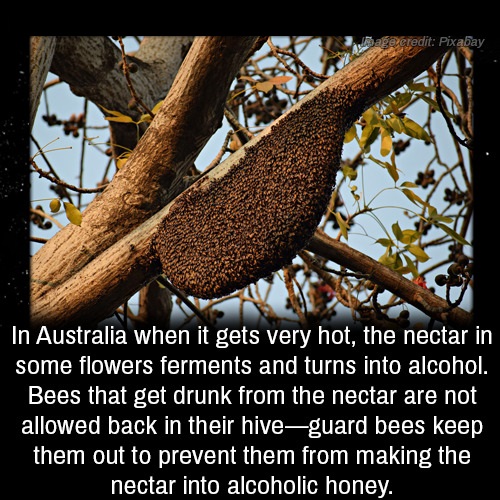 Africanized bee - Mage credit Pixabay In Australia when it gets very hot, the nectar in some flowers ferments and turns into alcohol. Bees that get drunk from the nectar are not allowed back in their hiveguard bees keep them out to prevent them from makin
