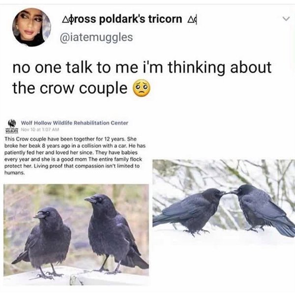 Crow - Apross poldark's tricorn Ad no one talk to me i'm thinking about the crow couple o Wolf Hollow Wildlife Rehabilitation Center B Nov 10 0 107 Am This Crow couple have been together for 12 years. She broke her beak 8 years ago in a collision with a c