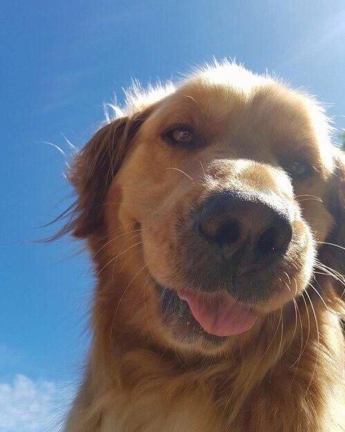 golden retriever selfie