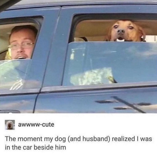 my dog and husband in the car meme - awwwwcute The moment my dog and husband realized I was in the car beside him
