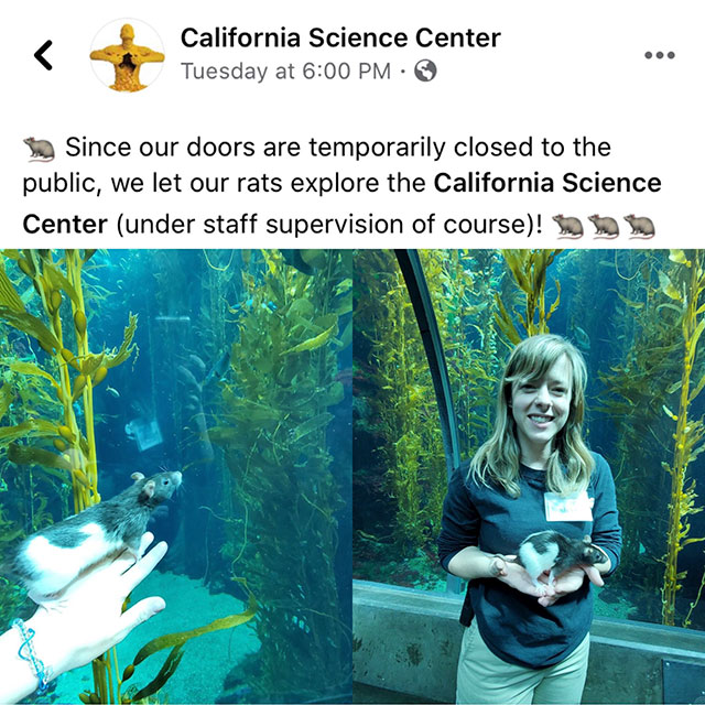 water - California Science Center Tuesday at Since our doors are temporarily closed to the public, we let our rats explore the California Science Center under staff supervision of course! o vo