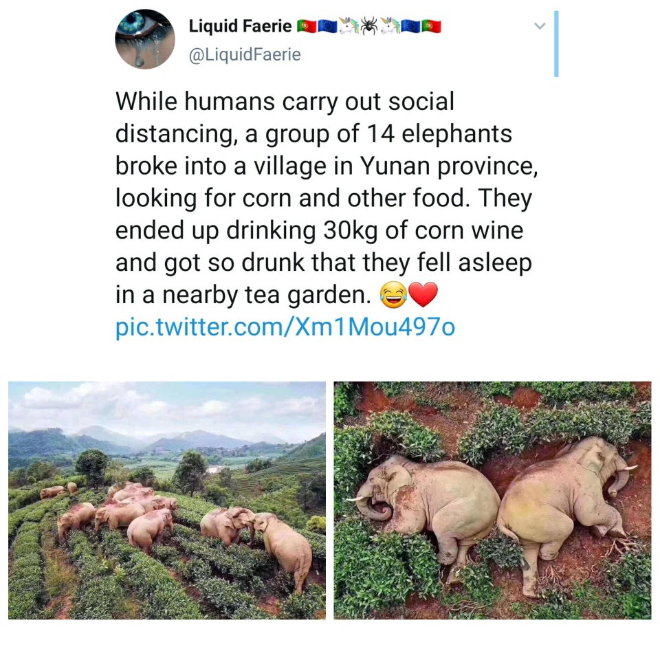 wildlife - A Liquid Faerie Faerie While humans carry out social distancing, a group of 14 elephants broke into a village in Yunan province, looking for corn and other food. They ended up drinking 30kg of corn wine and got so drunk that they fell asleep in