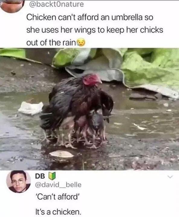 chicken umbrella meme - Chicken can't afford an umbrella so she uses her wings to keep her chicks out of the rain Db Can't afford It's a chicken