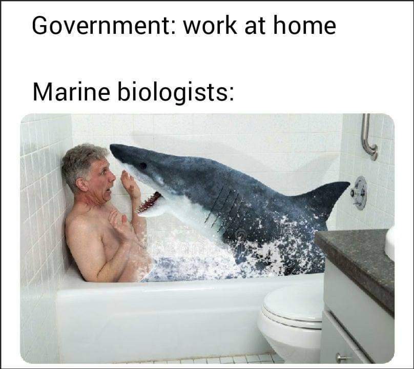 shark in bathtub meme - Government work at home Marine biologists