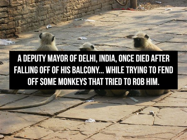 photo caption - A Deputy Mayor Of Delhi, India, Once Died After Falling Off Of His Balcony... While Trying To Fend Off Some Monkeys That Tried To Rob Him.