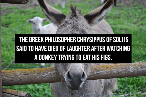 Donkey - The Greek Philosopher Chrysippus Of Solisi Said To Have Died Of Laughter After Watching A Donkey Trying To Eat His Figs.