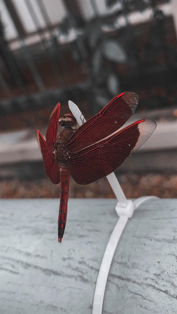 Dragonfly