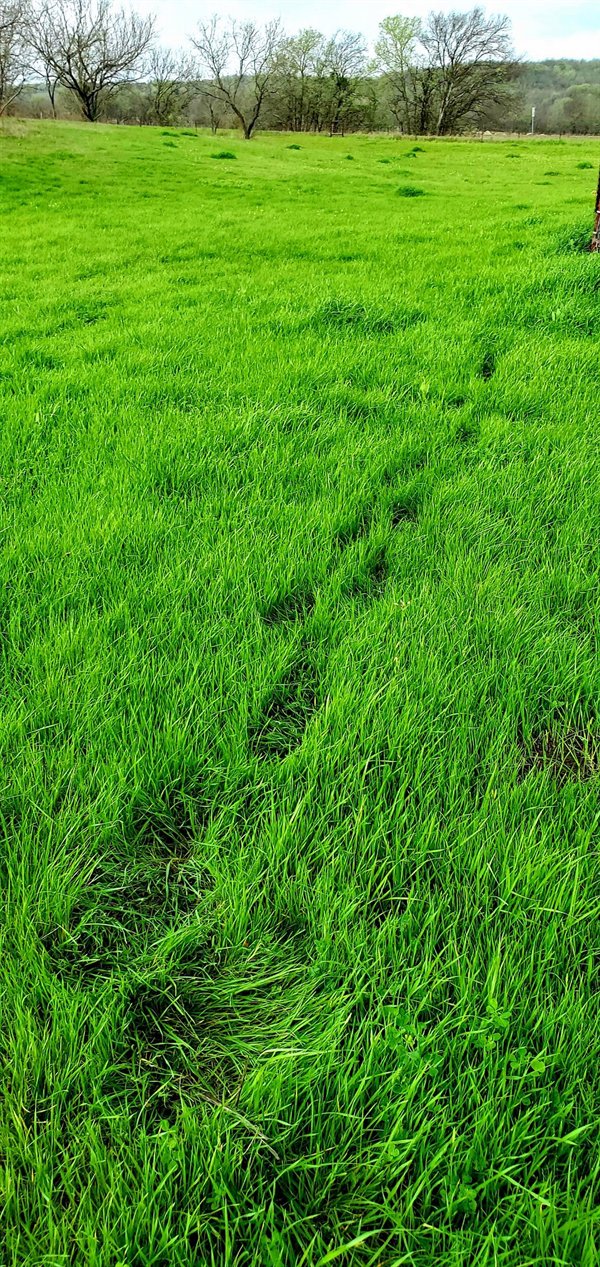 medicago sativa field - Wa In Web Na Www Urma Am