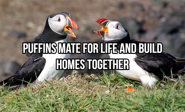 atlantic puffins - Puffins Mate For Life And Build Homes Together