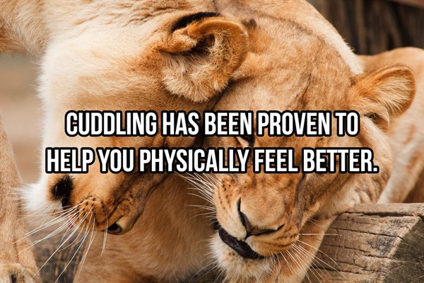 Lion - Cuddling Has Been Proven To Help You Physically Feel Better.