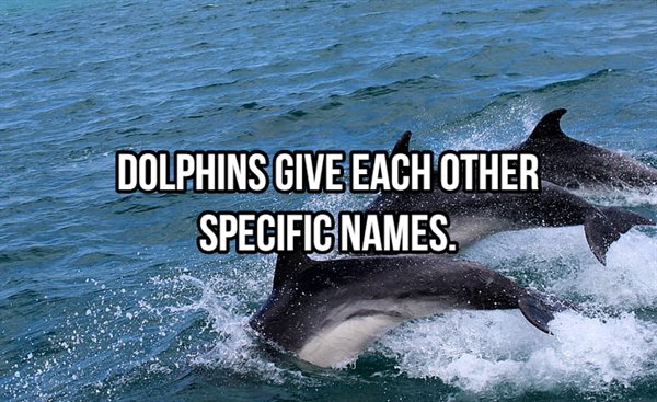 Dolphins Give Each Other Specific Names.