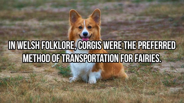 welsh corgi - In Welsh Folklore, Corgis Were The Preferred Method Of Transportation For Fairies