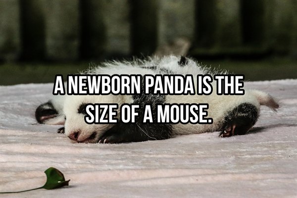 A Newborn Panda Is The Size Of A Mouse