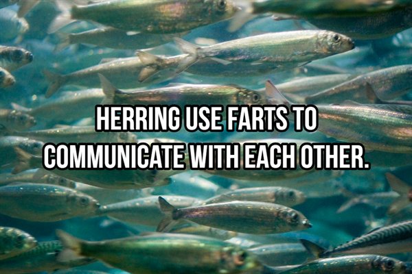 school of herring - Herring Use Farts To Communicate With Each Other.