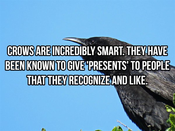 beak - Crows Are Incredibly Smart. They Have Been Known To Give "Presents' To People That They Recognize And .