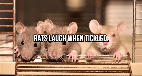 cute rat - Rats Laugh When Tickled.