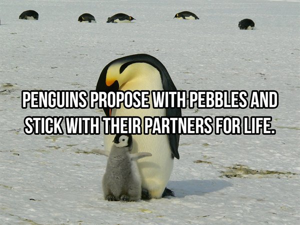 Penguins Propose With Pebbles And Stick With Their Partners For Life.