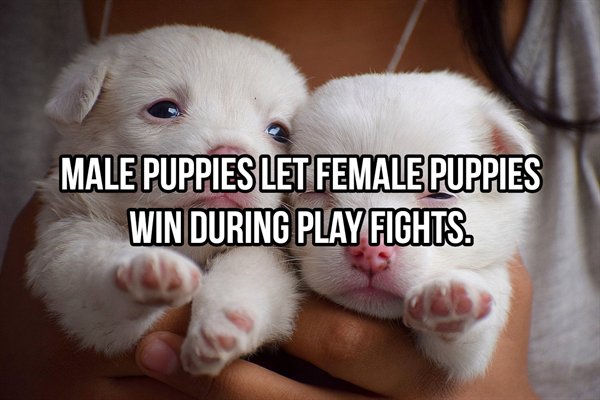 Male Puppies Let Female Puppies Win During Play Fights