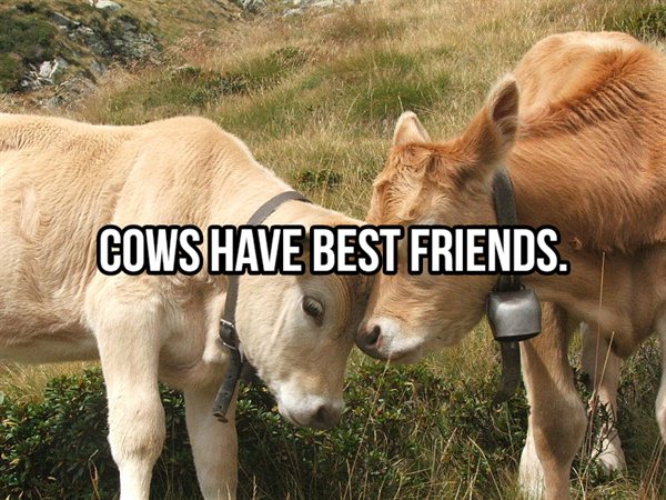 animal psychology - Cows Have Best Friends.