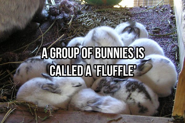 duck - A Group Of Bunniesis Called A Fluffle