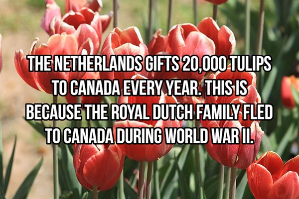 tulip - The Netherlands Gifts 20,000 Tulips To Canada Every Year. This Is Because The Royal Dutch Family Fled To Canada During World Waria