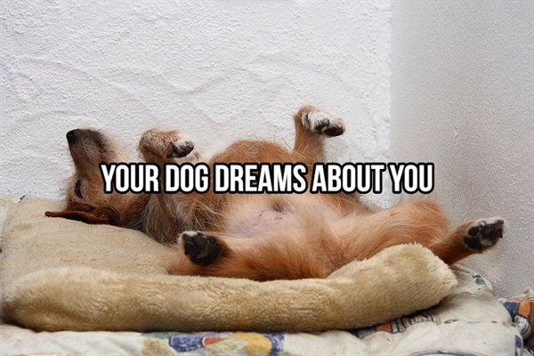 sleeping dog - Your Dog Dreams About You
