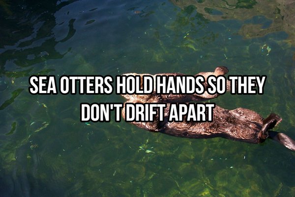 sizzlers peri peri - Sea Otters Holdhands So They Don'T DriftApart