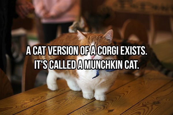 short leg cat - A Cat Version Of A Corgi Exists. It'S Called Amunchkin Cat.