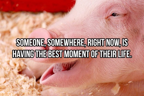 pig - Someone, Somewhere, Right Now, Is Having The Best Moment Of Their Life.
