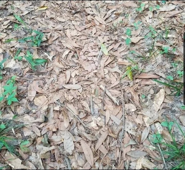 camouflaged snake