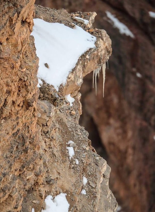 snow leopard's incredible camouflage