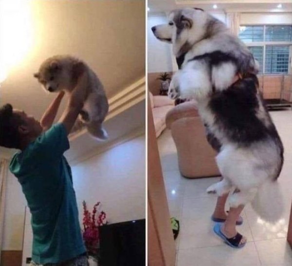 dog grow up