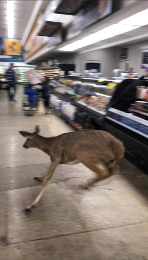 deer in zionsville kroger