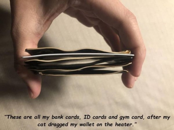 thumb - "These are all my bank cards, Id cards and gym card, after my cat dragged my wallet on the heater."