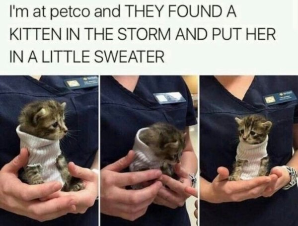 petco memes - I'm at petco and They Found A Kitten In The Storm And Put Her In A Little Sweater