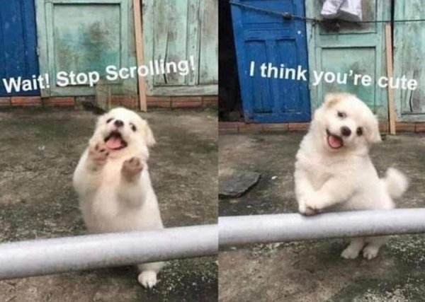 stop scrolling i think you re cute - I think you're cute Wait! Stop Scrolling!
