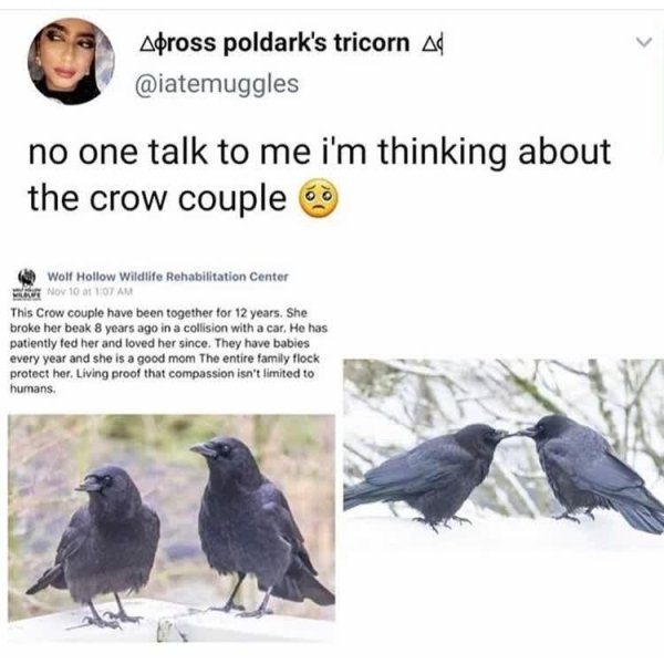 Crow - Apross poldark's tricorn Ad no one talk to me i'm thinking about the crow couple o Wolf Hollow Wildlife Rehabilitation Center Nov 10 at 107 Am This Crow couple have been together for 12 years. She broke her beak 8 years ago in a collision with a ca