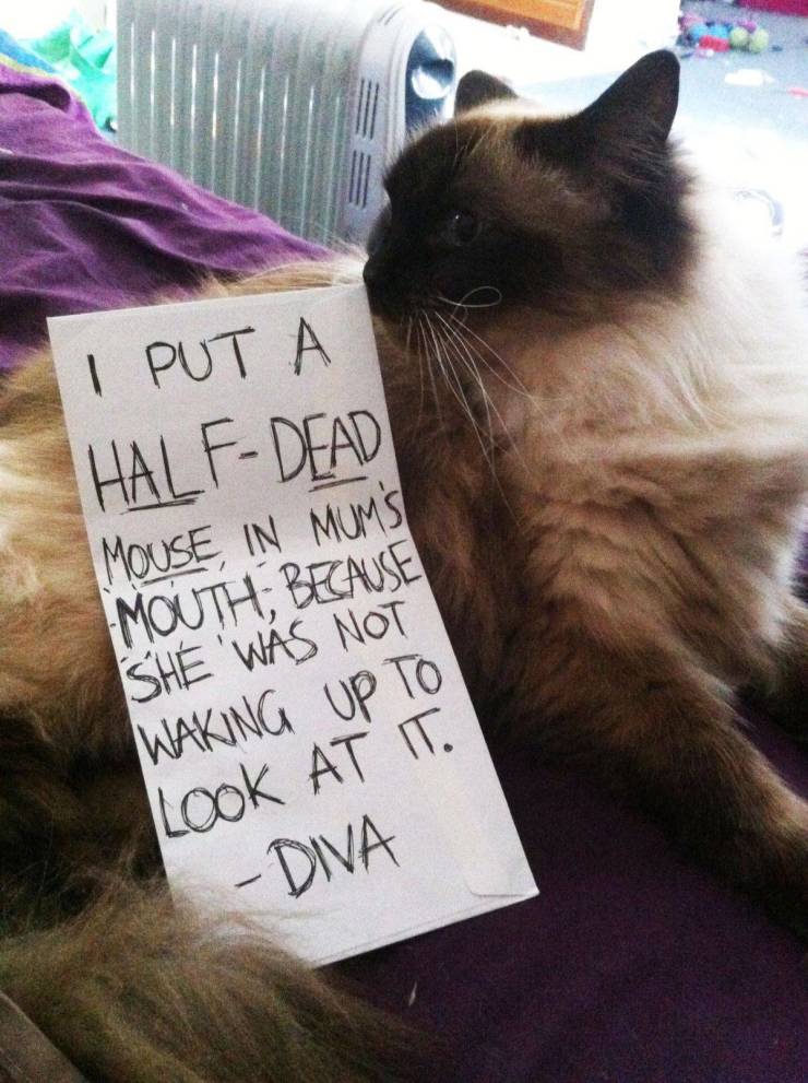 cat shaming - I Put A HalfDead Mouse, In Mums Mouth, Because She Was Not Waking Up To Look At It. Diva