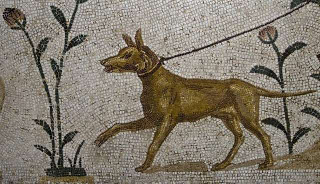 ancient roman dogs