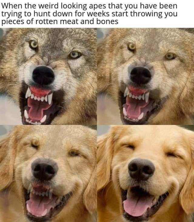 fren time - When the weird looking apes that you have been trying to hunt down for weeks start throwing you pieces of rotten meat and bones