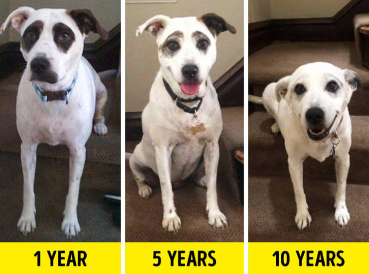 dog - 1 Year 5 Years 10 Years