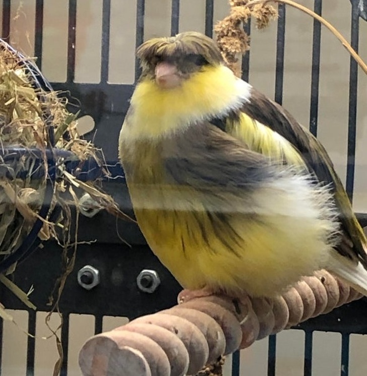 bowl cut bird