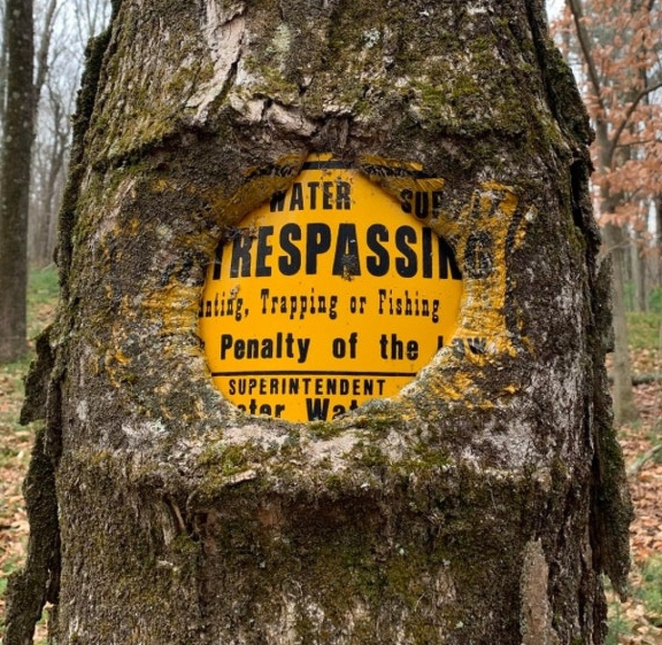 tree grown around - Water Respassi Huling, Trapping or Fishing Penalty of the Superintendent