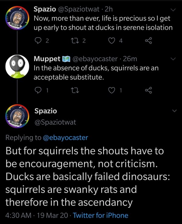 screenshot - Spazio 2h Now, more than ever, life is precious so I get up early to shout at ducks in serene isolation 9 2 222 4 Muppet 26m In the absence of ducks, squirrels are an acceptable substitute. 21 22 1 B Spazio But for squirrels the shouts have t